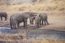 im Tarangire Nationalpark